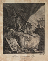 KG 01074
          <br/>
          Entwurf einiger Thiere. Zweyter Theil. (20 bladen)
          <br/>
          <em>Ridinger, Johann Elias (1698-1767)</em>